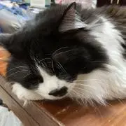 メルちゃん
