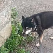 夢の画像