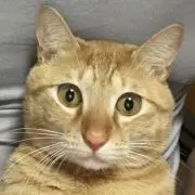 ロデオの画像