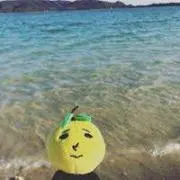 ぽんの画像