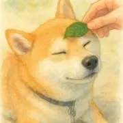 山豆柴の画像
