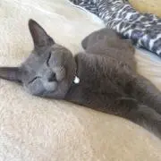 ひなた