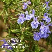ローズマリーの画像