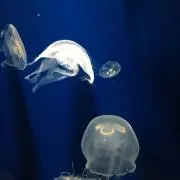 momotarouの画像
