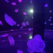kzuの画像