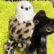 ぴかりん1号⭐︎の画像