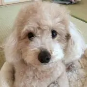 のんち