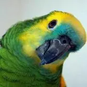 れんれんれん♪