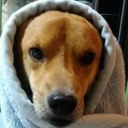 あ～る