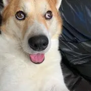 サトウくるの画像