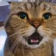 ネコ