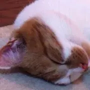 トモ