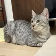エドジルの画像