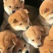 あかりの画像