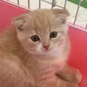 Anmaroの画像