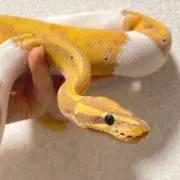 らんま様専用】ゴローズラック 爬虫類飼育 ラック 棚 可動棚付き