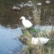 tdsの画像