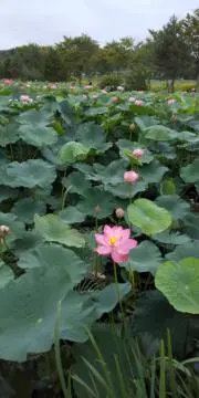 Image of そばかす