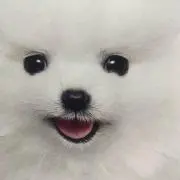 わんこちゃん