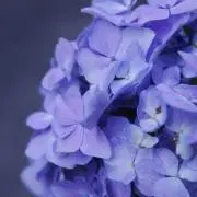 ななしの画像