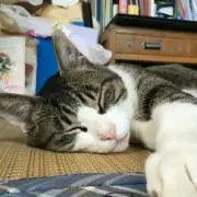 ぽん