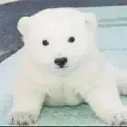 しろくまの画像