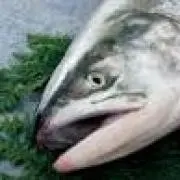 ます二郎の画像