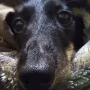 ハナパパ