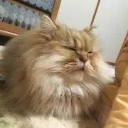 もふもふ