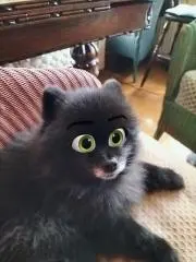 黒の画像