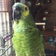 夢遥か