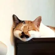 あんず