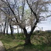 いなばの画像