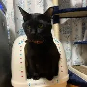 シャイアン