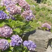やまの画像