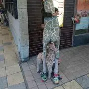 エヌの画像