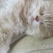 ちゃっぴーの画像
