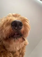 ぴよたん
