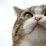 みるくてぃの画像