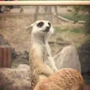 Meerの画像