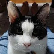 ねこまたの画像