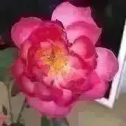 Katamomo翡翠専門⭐️一期一会の画像