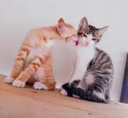 才蔵の画像