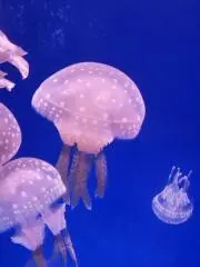 なるりんの画像