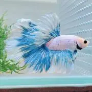 マジカル☆レミィ*゜の画像