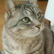 まひろの画像