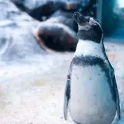 しゅうの画像