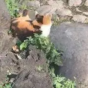 サバリンの画像