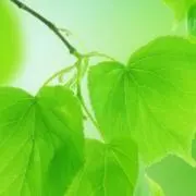 若草の画像