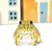 まめこの画像